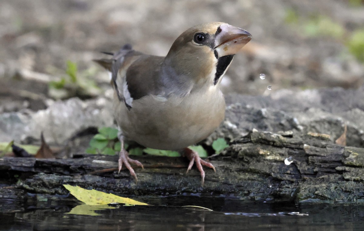 Kernbeißer - ML644642515