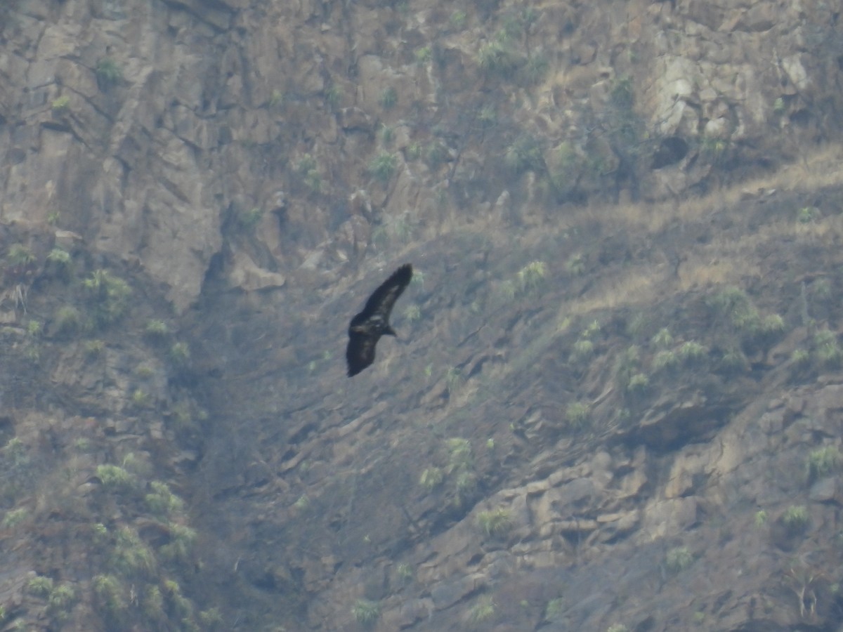 Andean Condor - ML644642516