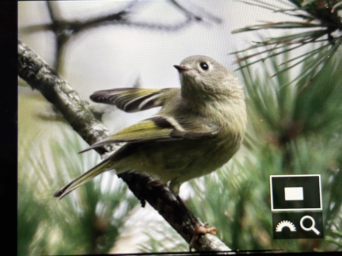 králíček americký - ML644642517