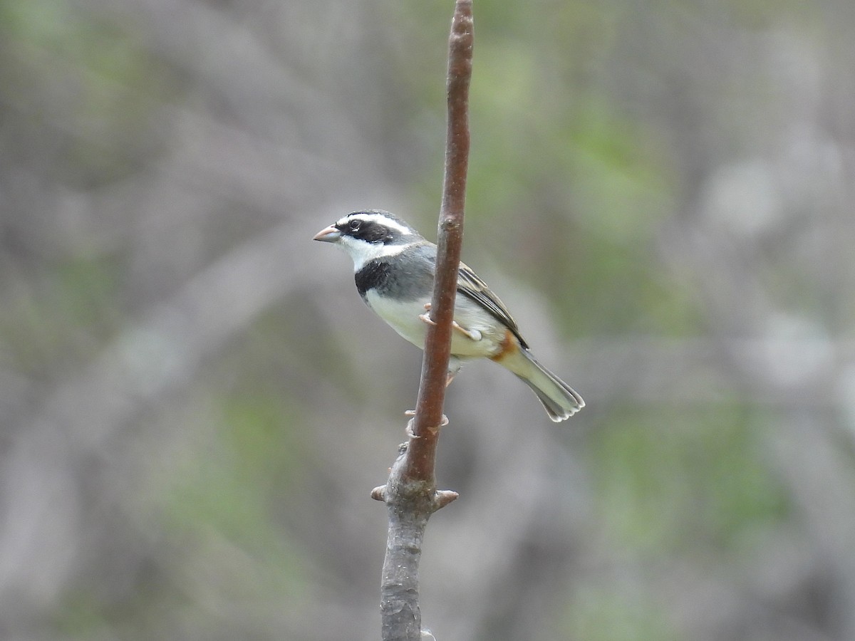 Collared Warbling Finch - ML644642521