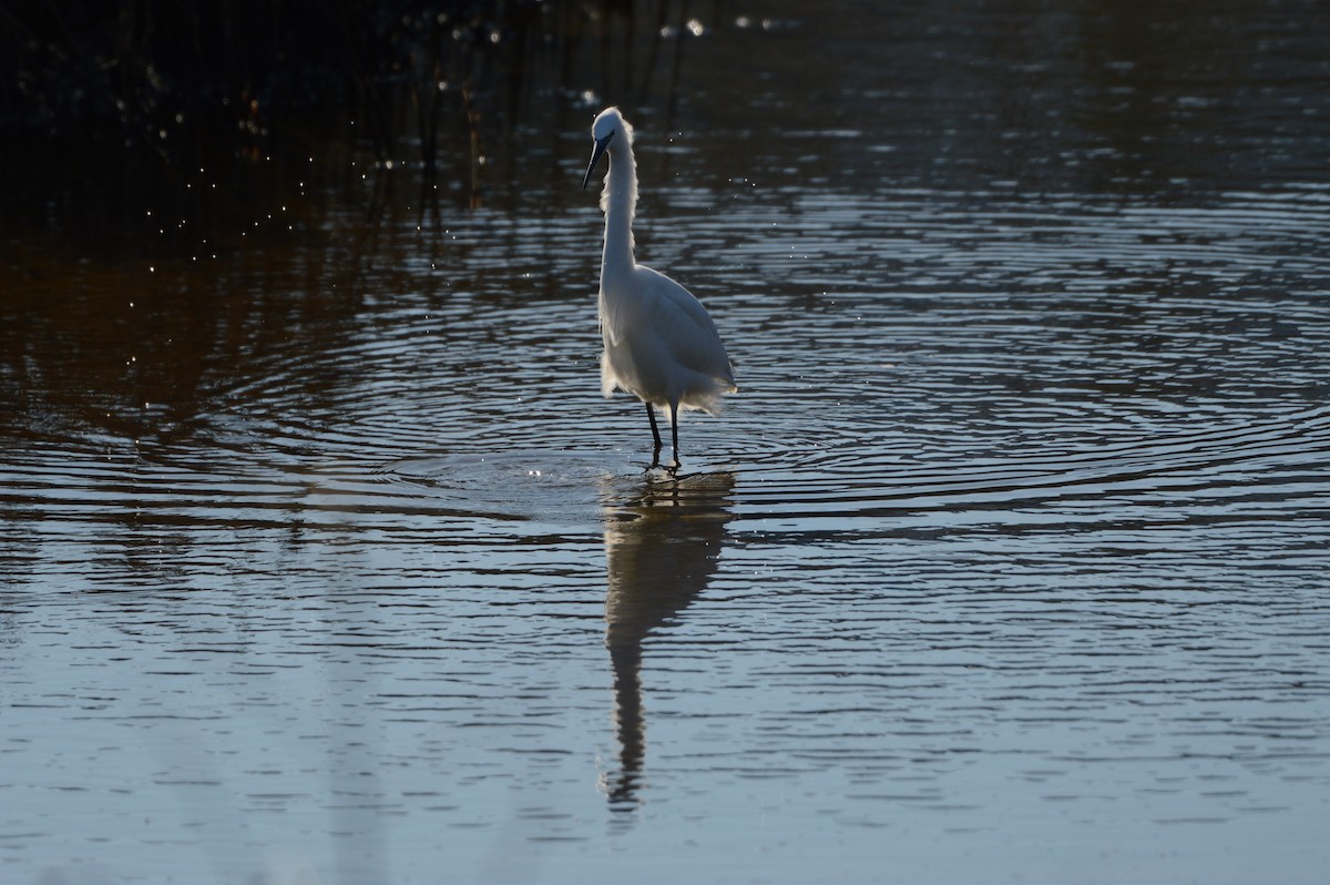 Koartzatxo txikia - ML644642522