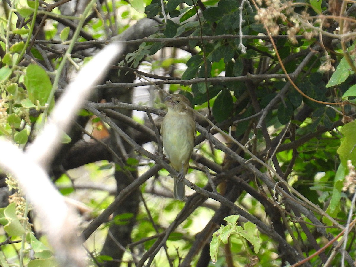 Parrot-billed Seedeater - ML644642523