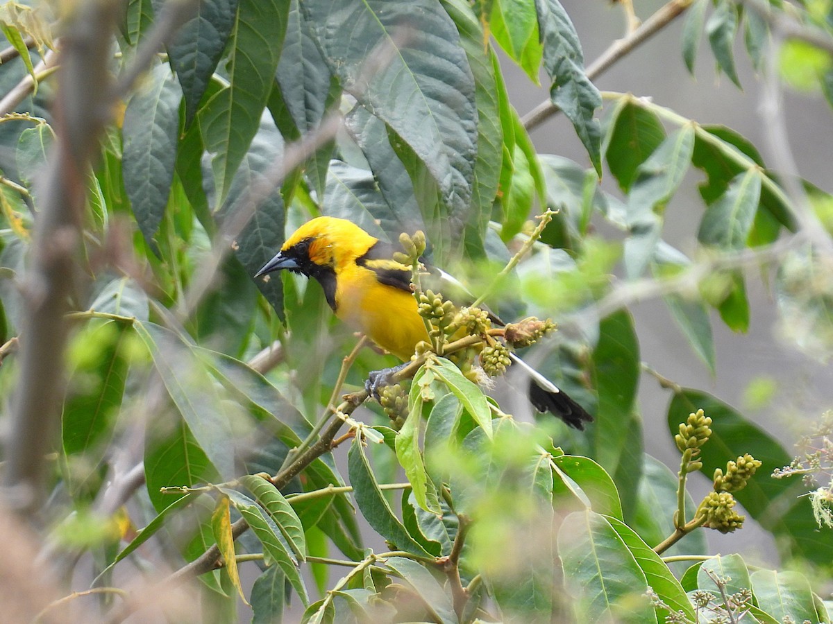 White-edged Oriole - ML644642524
