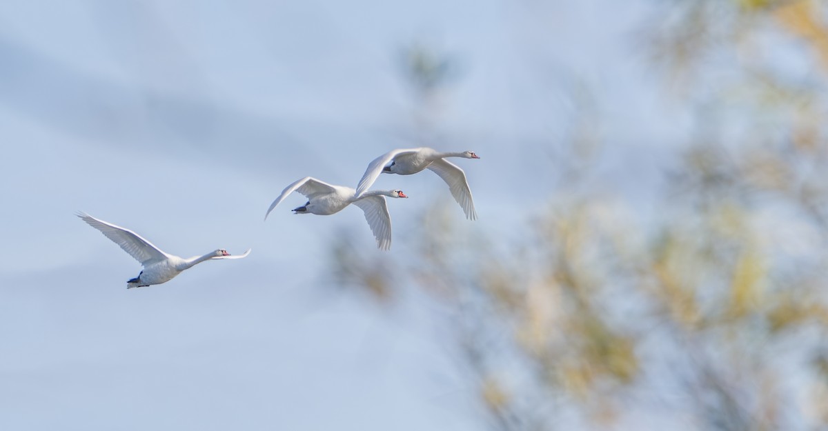 Лебідь-шипун - ML644642527