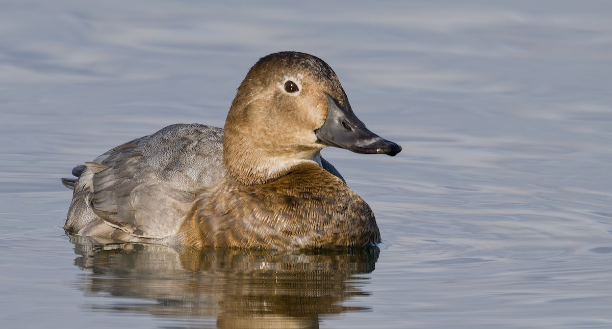 Попелюх звичайний - ML644642529