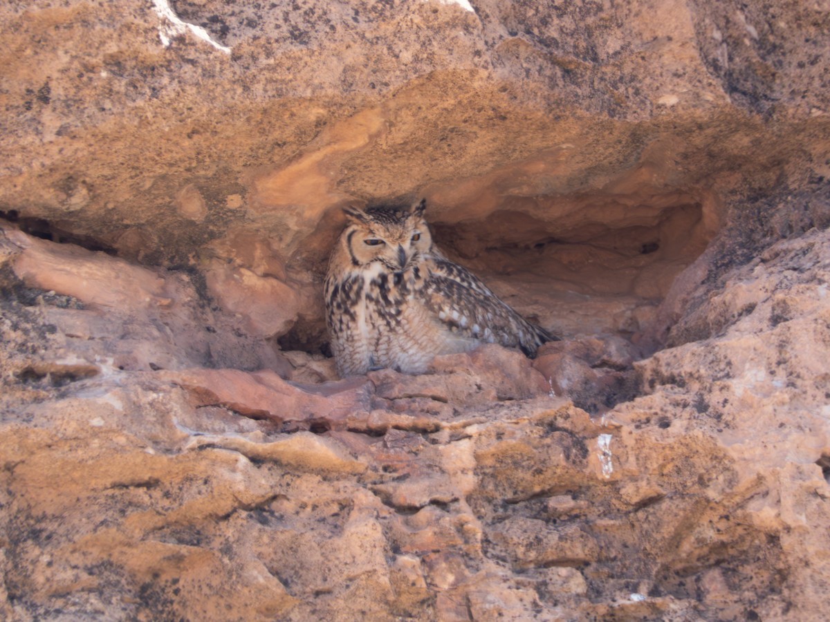 Pharaoh Eagle-Owl - ML644642533