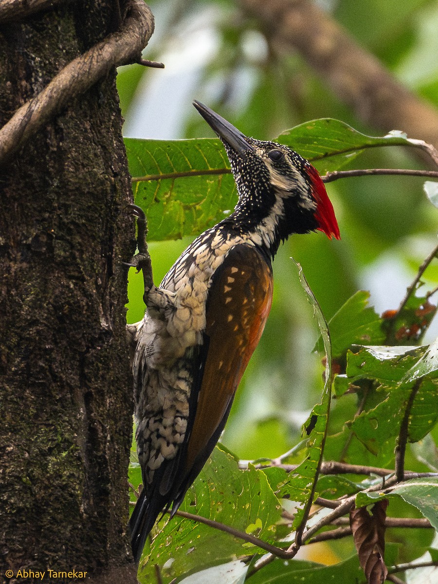 Black-rumped Flameback - ML644642534