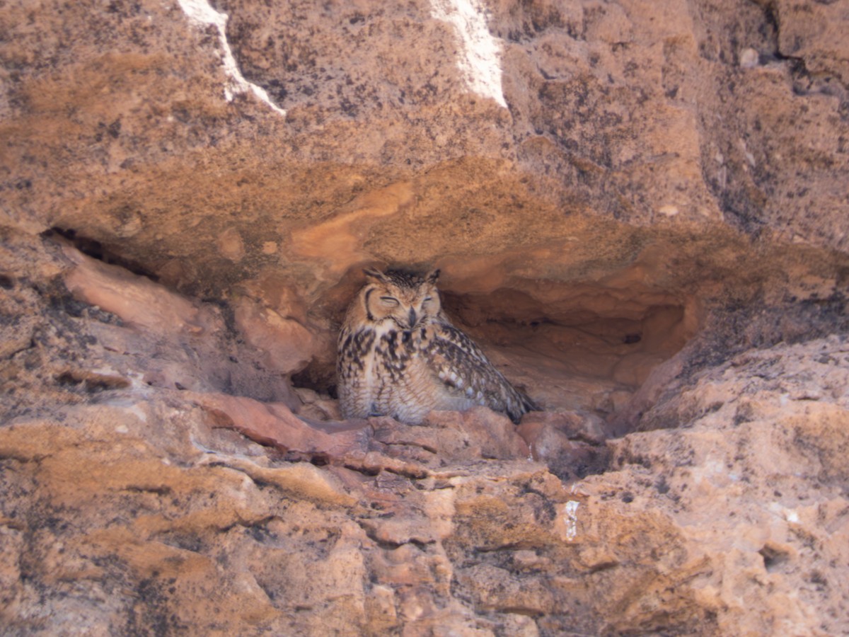 Pharaoh Eagle-Owl - ML644642535