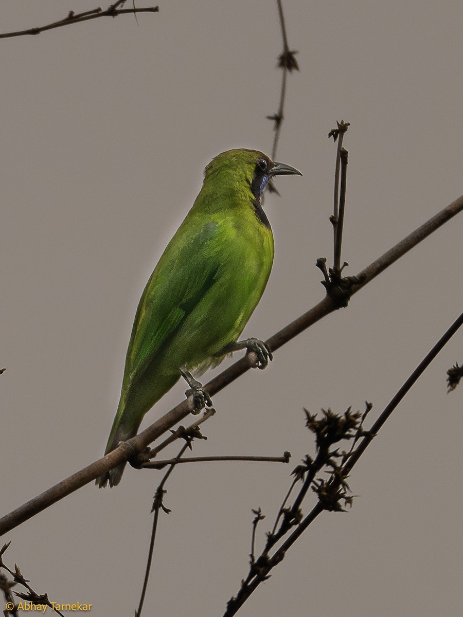 キビタイコノハドリ - ML644642539