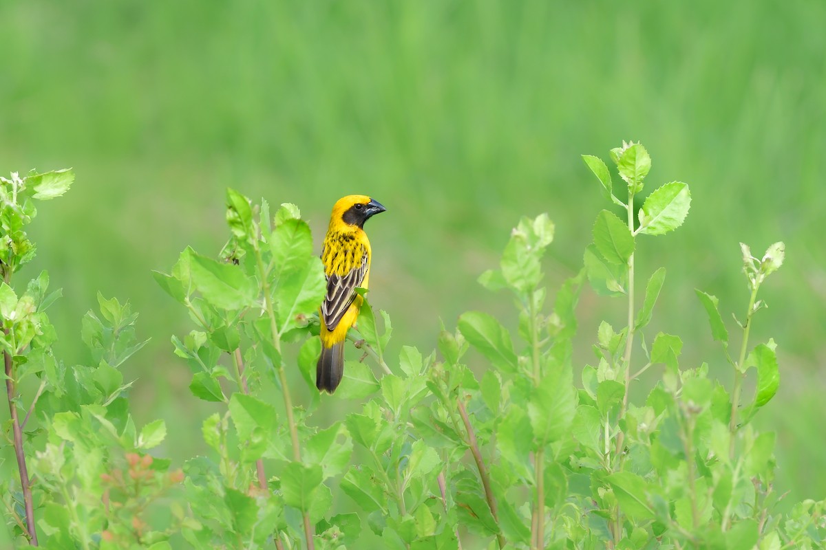 Tisserin doré - ML644642540