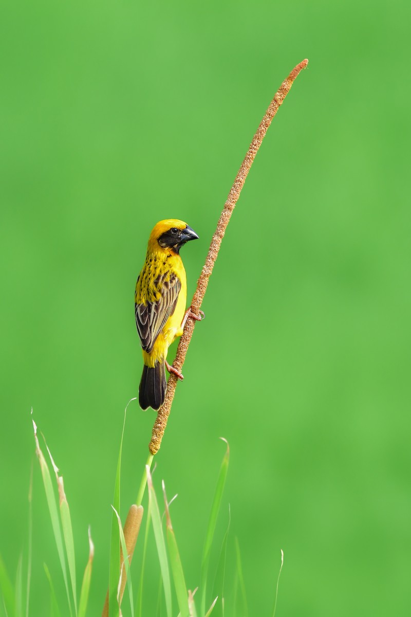 Tisserin doré - ML644642541