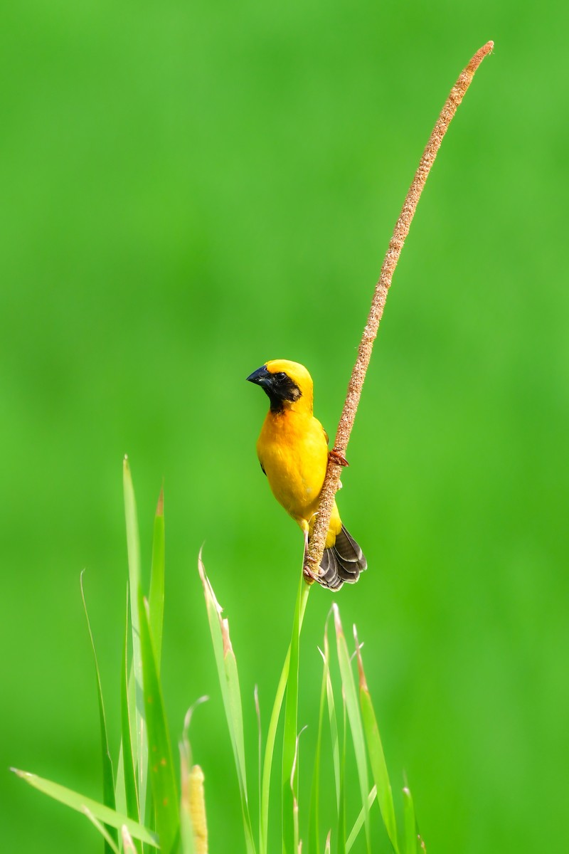 Tisserin doré - ML644642542