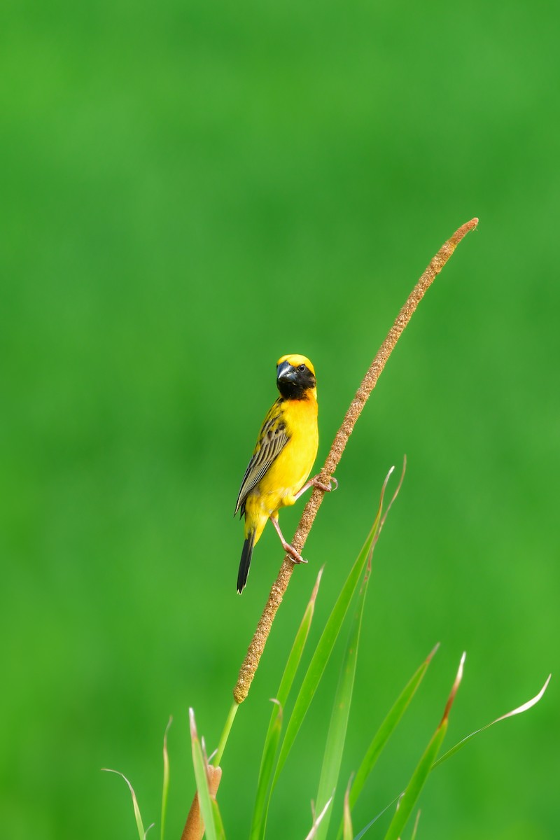 Tisserin doré - ML644642545