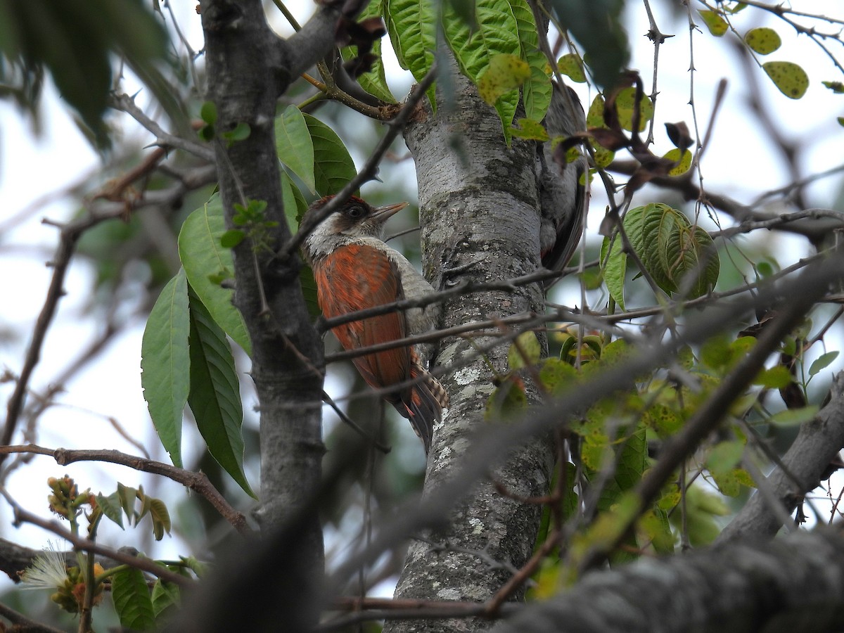 Scarlet-backed Woodpecker - ML644642547
