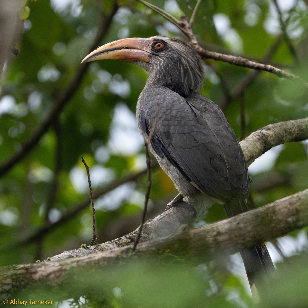 ニシインドコサイチョウ - ML644642548