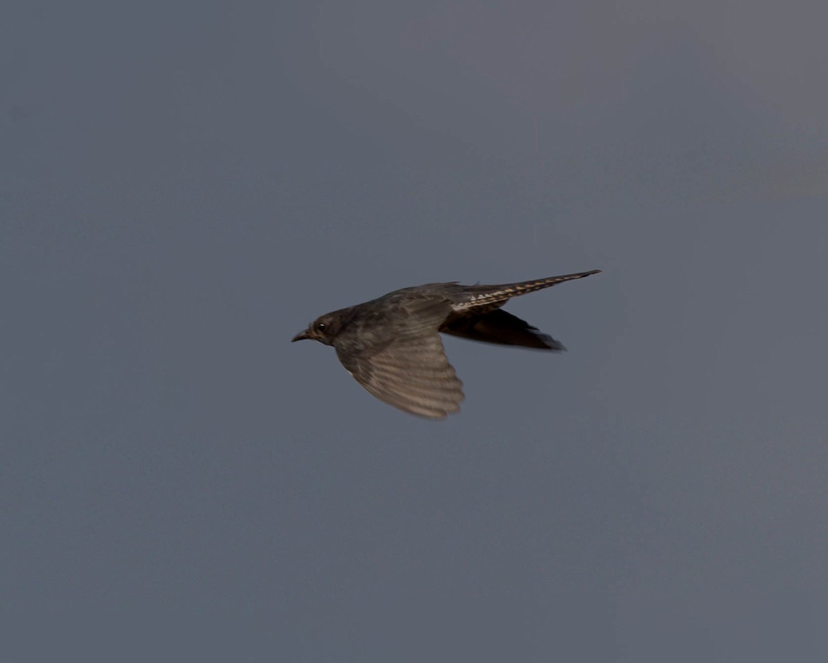 Cuco Pechigrís - ML644642549