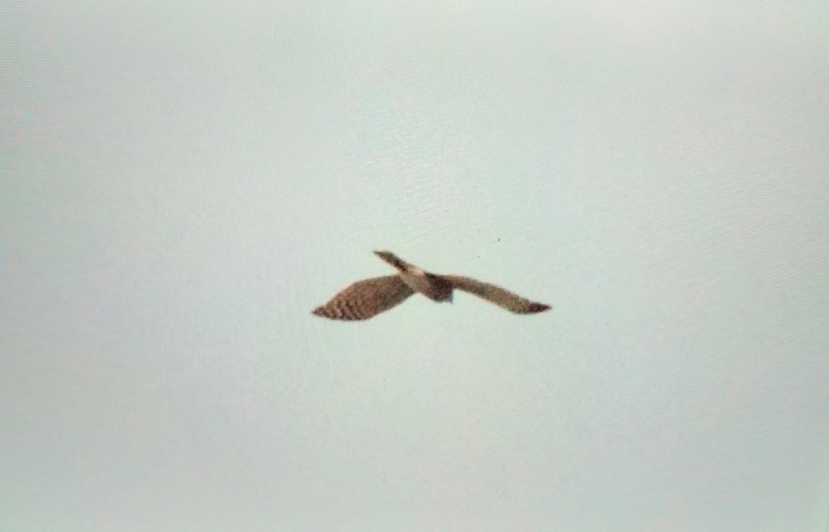 Épervier d'Europe - ML644642555