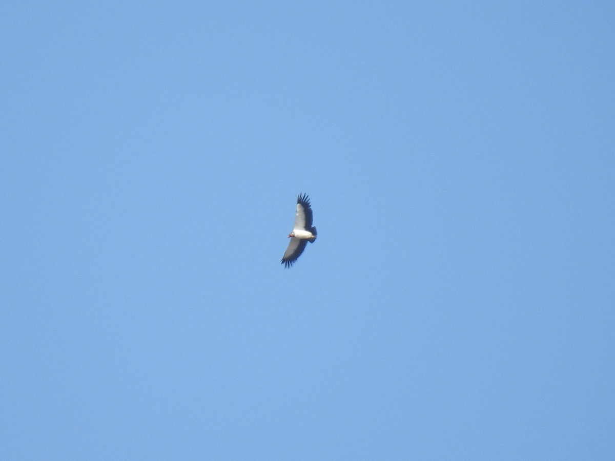 King Vulture - ML644642556