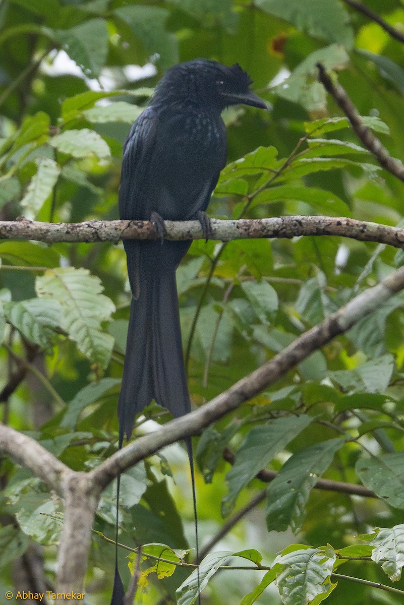 カザリオウチュウ - ML644642559