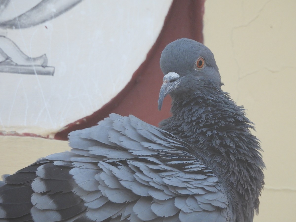 Felsentaube (Straßentaube) - ML644642560