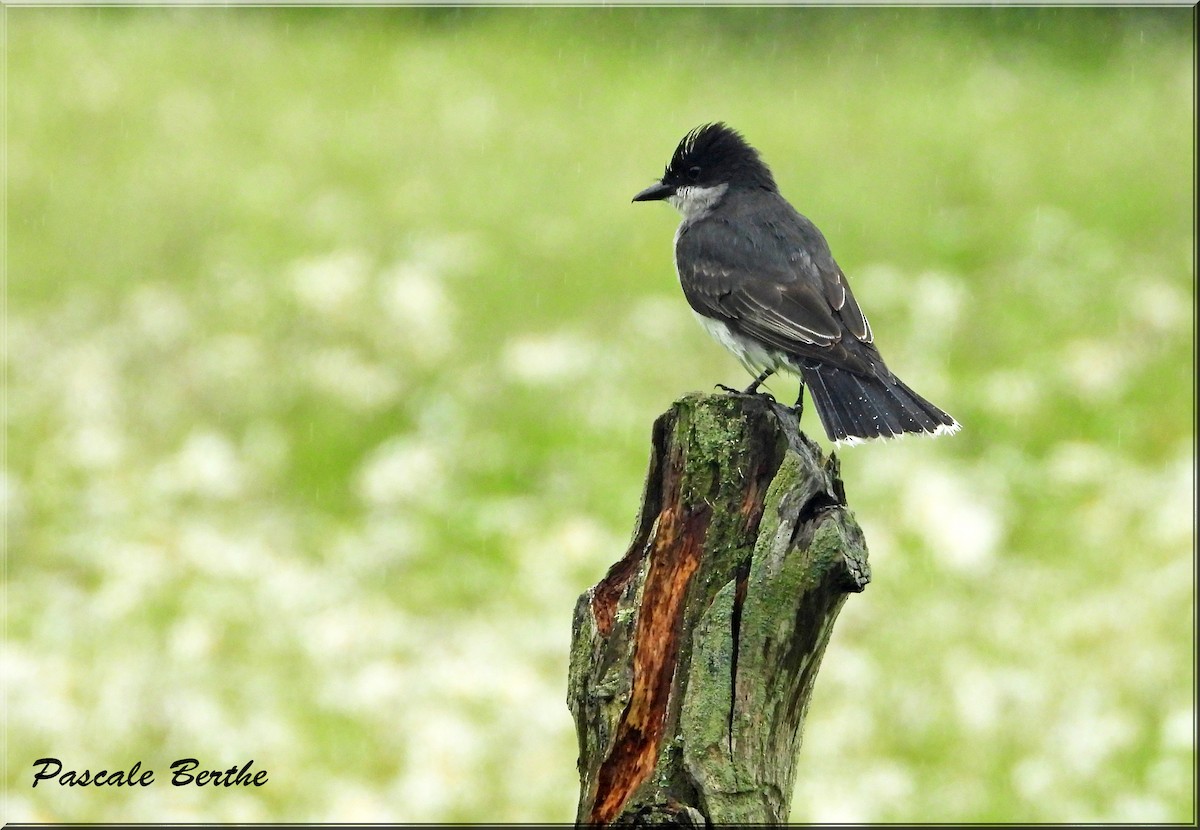 Eastern Kingbird - ML644642563