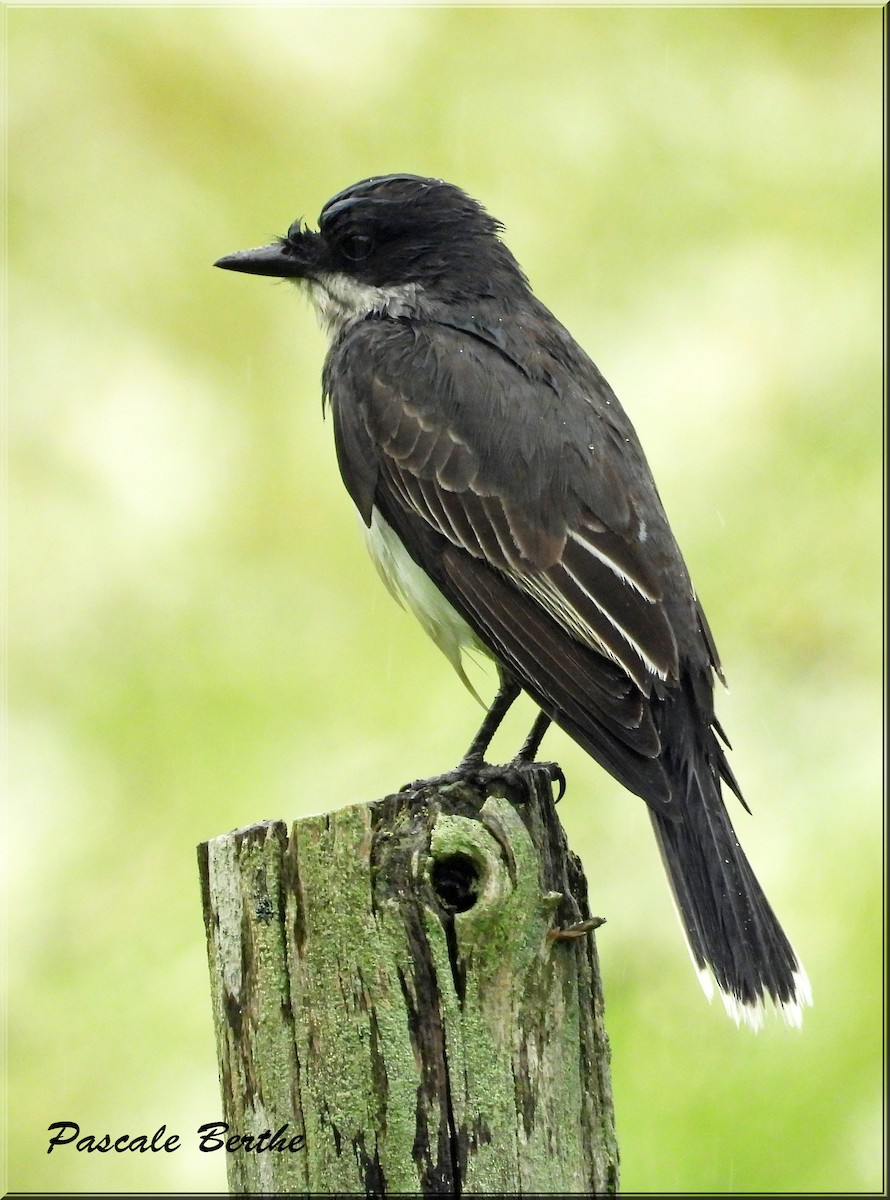 Eastern Kingbird - ML644642564