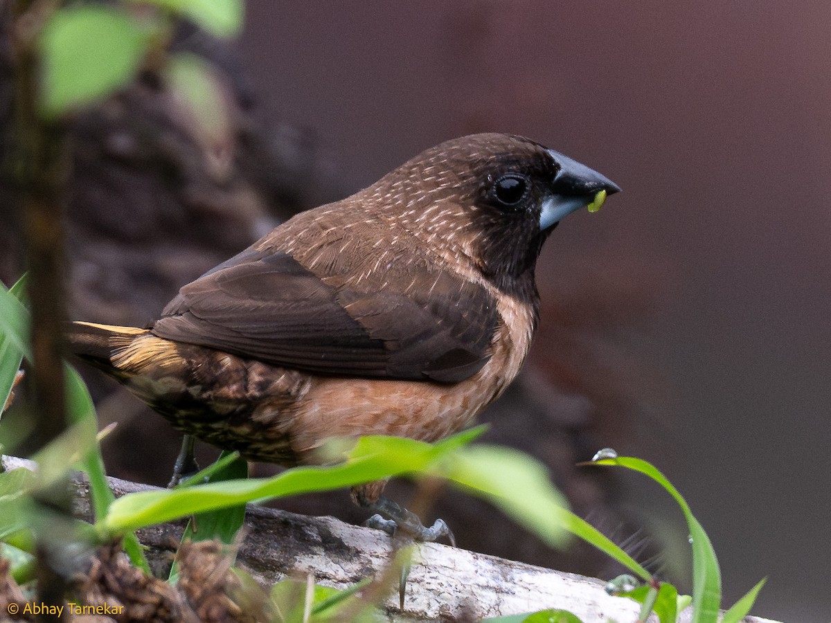 チャイロキンパラ - ML644642571