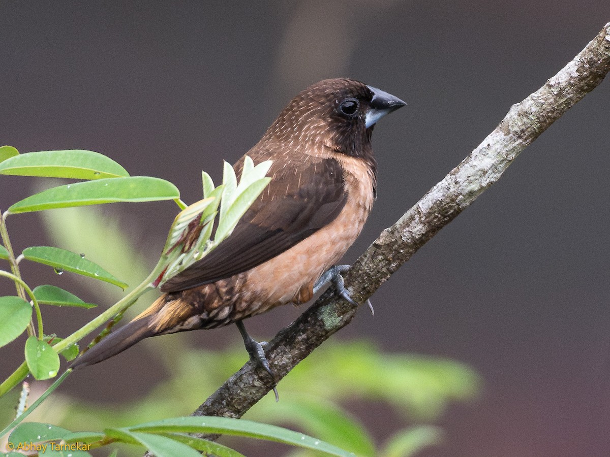 チャイロキンパラ - ML644642573