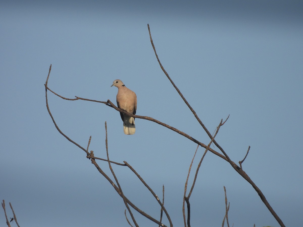 Red Collared-Dove - ML644642577