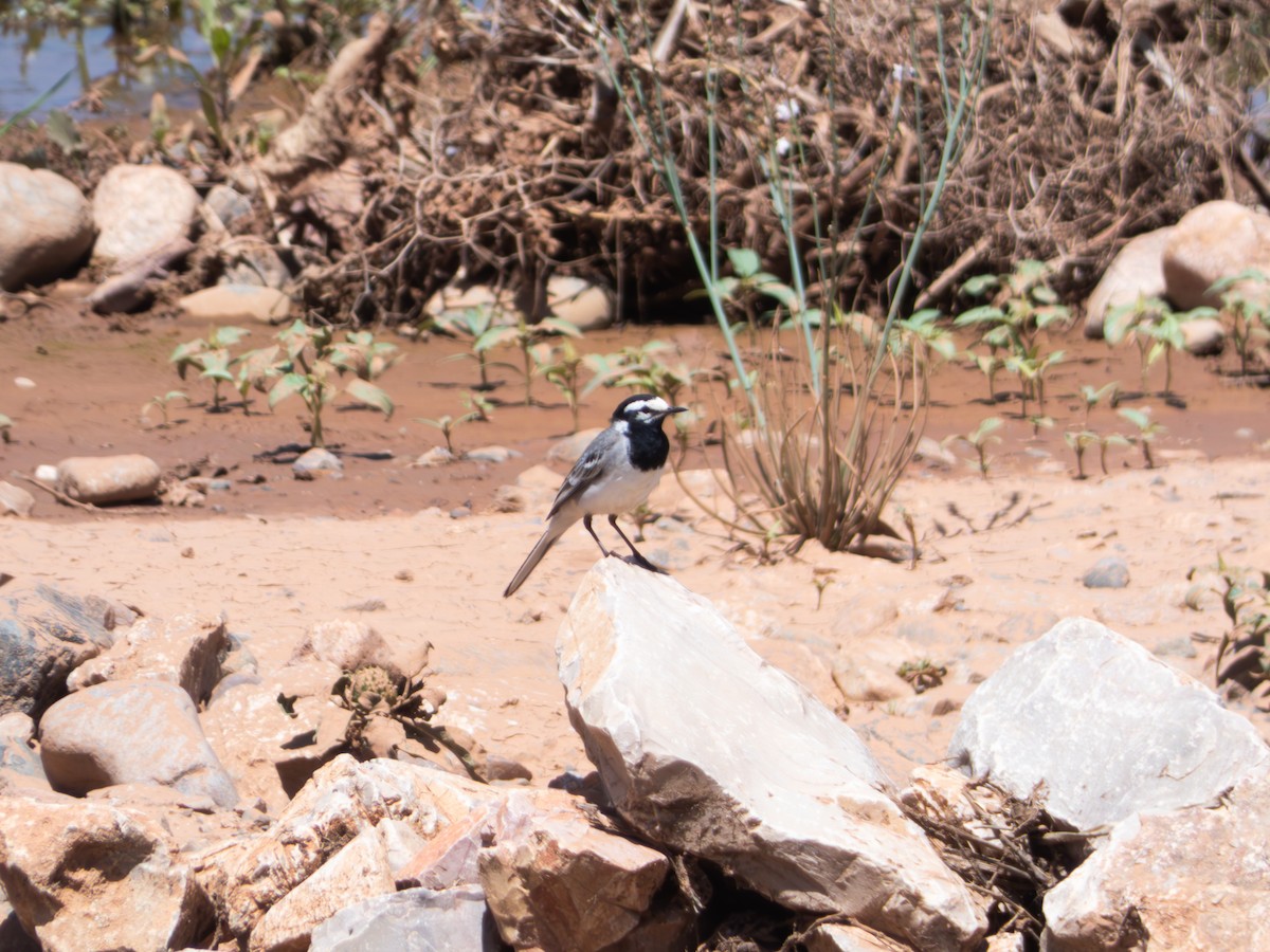 Bergeronnette grise (subpersonata) - ML644642587