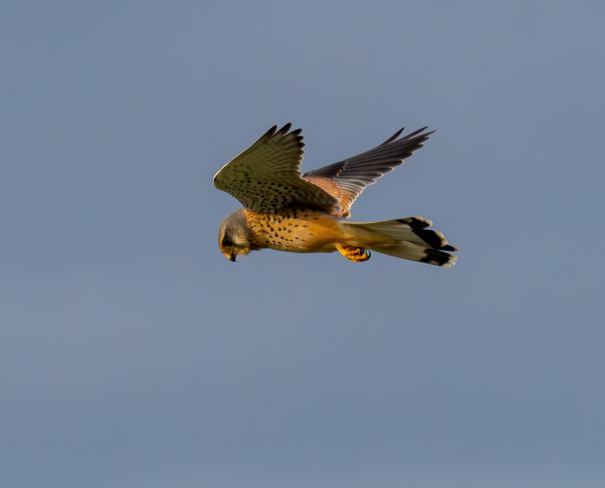 Eurasian Kestrel - ML644642598