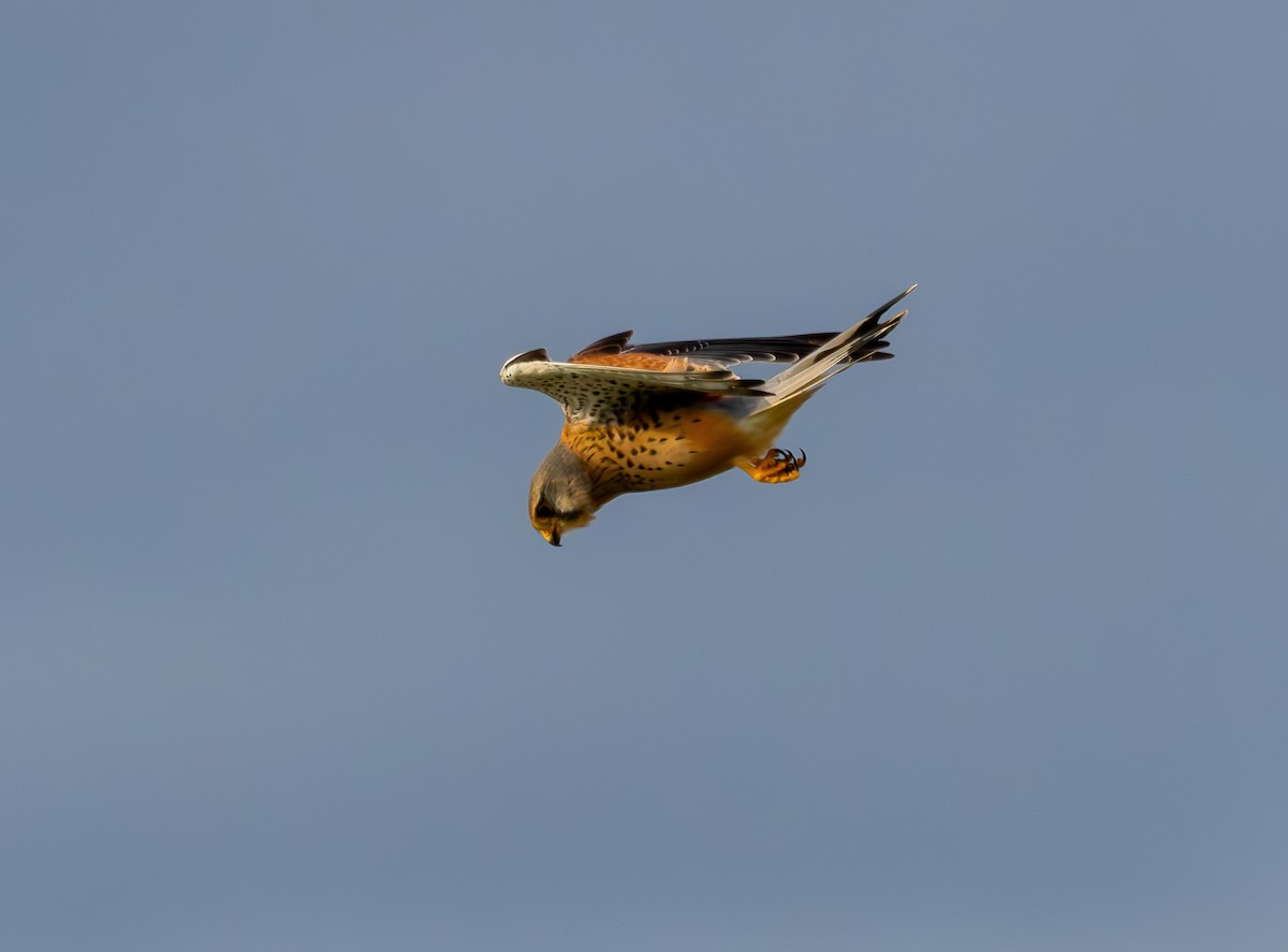 Eurasian Kestrel - ML644642599