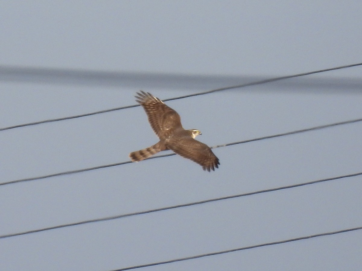 Épervier d'Europe - ML644642605