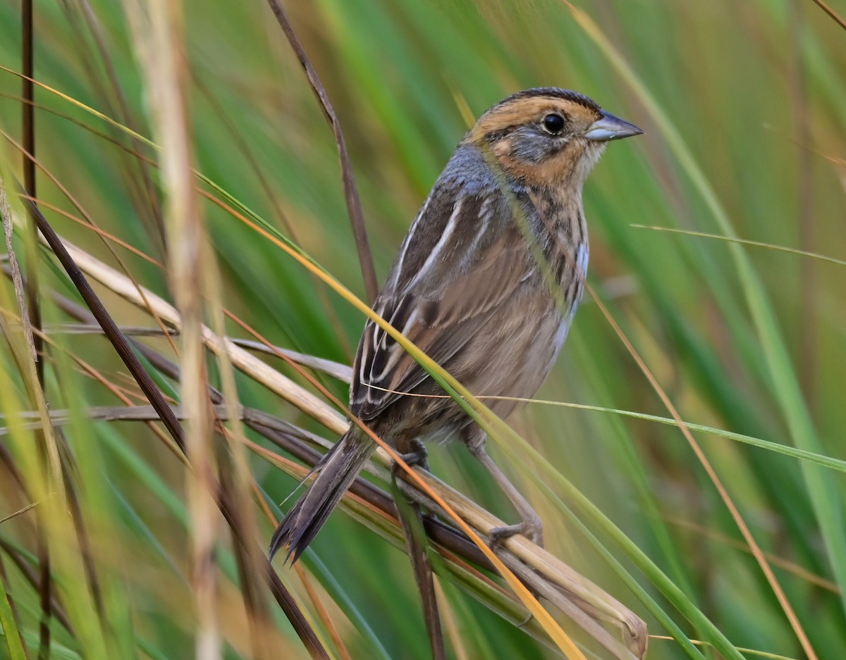 Nelson's Sparrow - ML644642609
