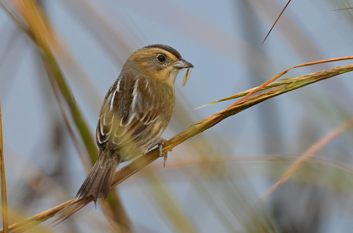 Nelson's Sparrow - ML644642610