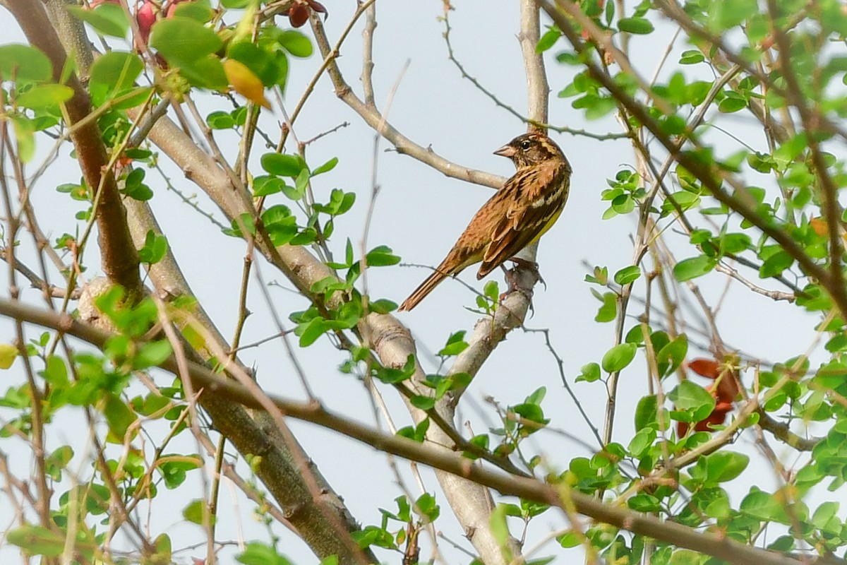 Bruant auréole - ML644642615