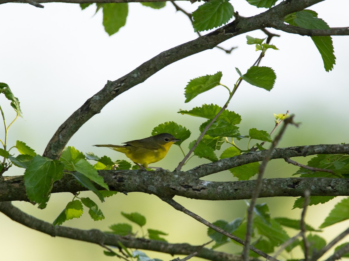 Paruline voilée - ML644642631