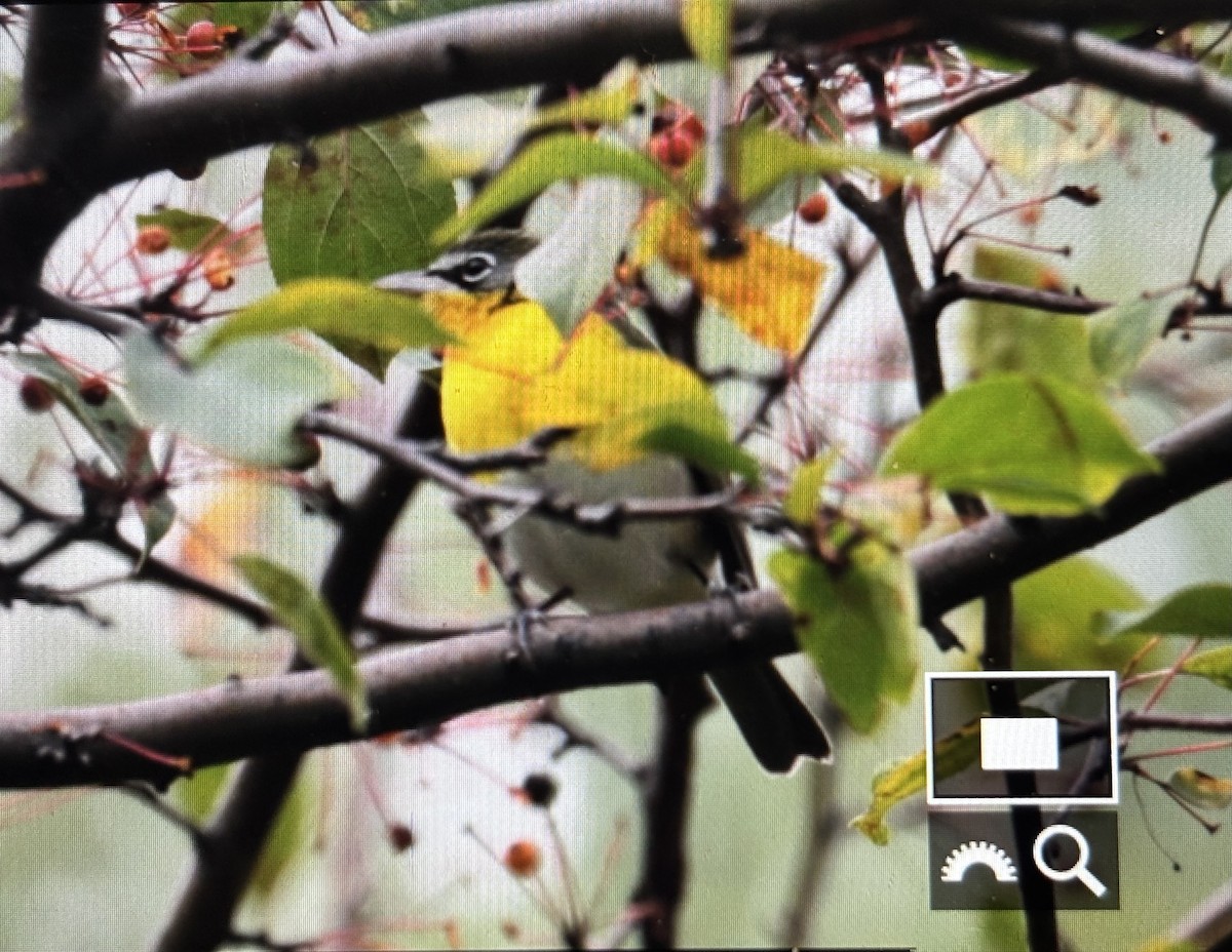 Yellow-breasted Chat - ML644642636
