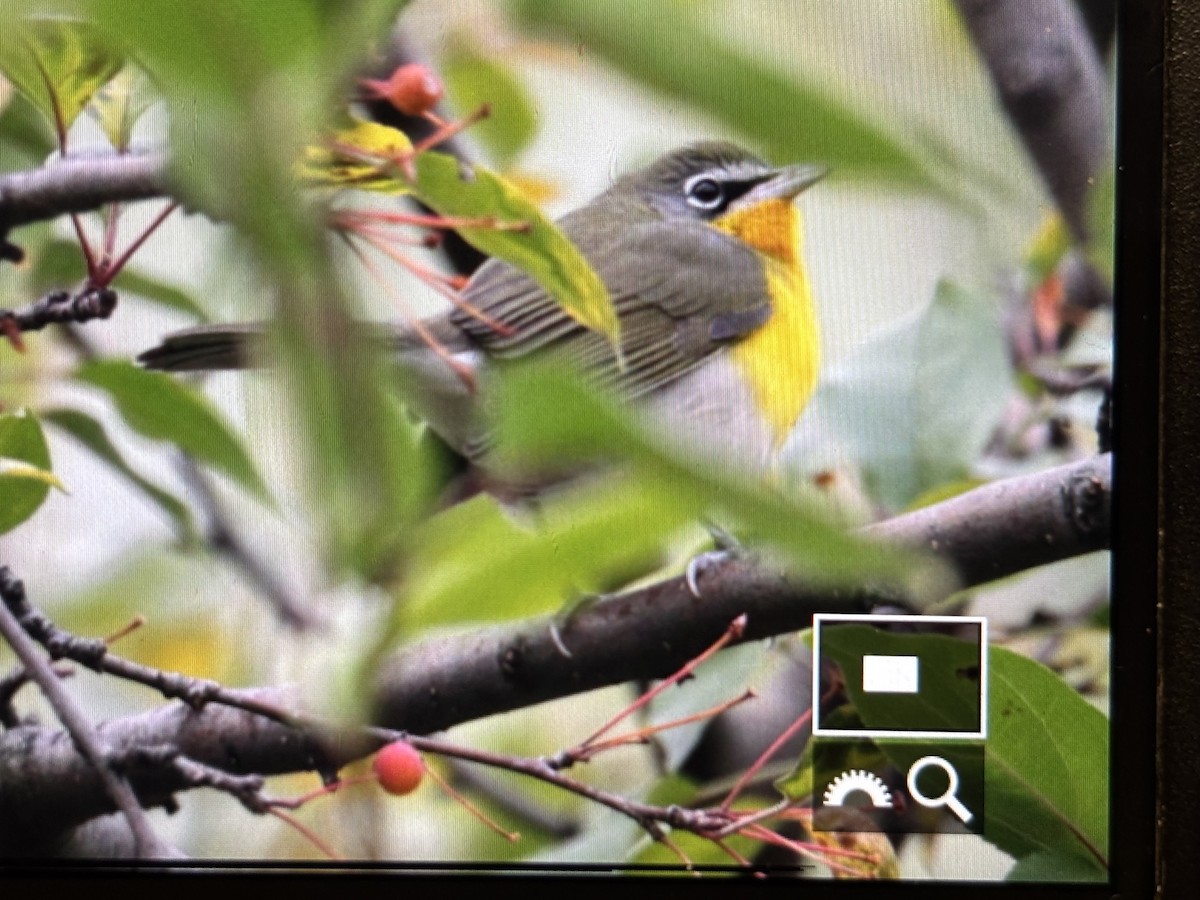 Yellow-breasted Chat - ML644642637