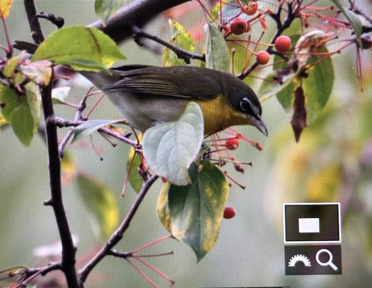 Yellow-breasted Chat - ML644642641