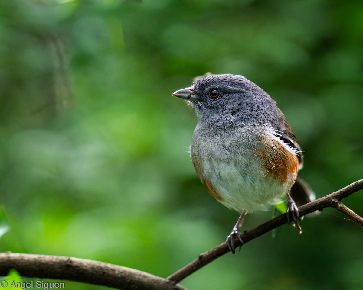 Gray-throated Warbling Finch - ML644642650