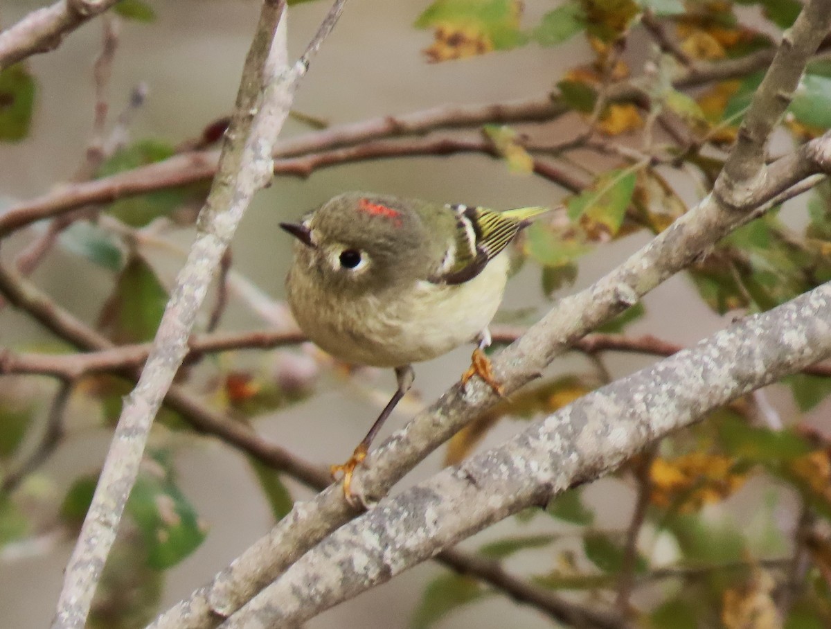 králíček americký - ML644642656