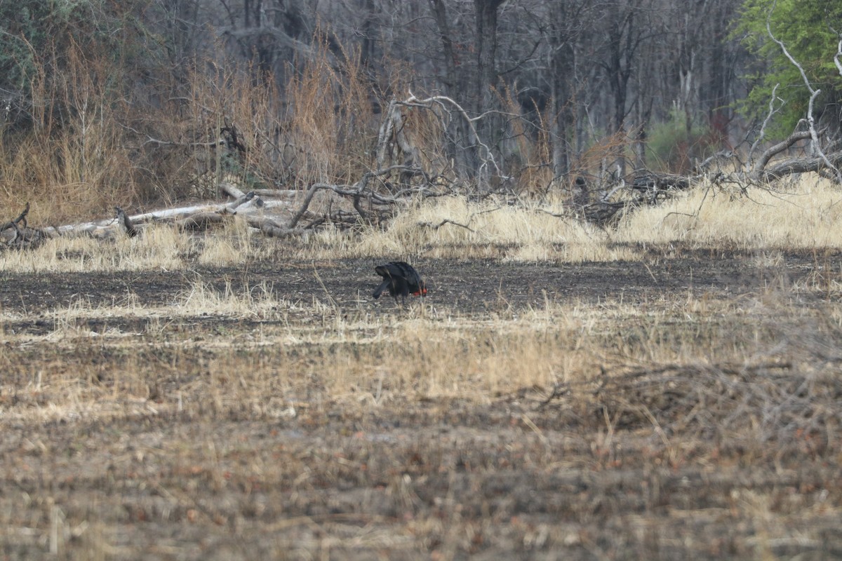 Southern Ground-Hornbill - ML644642657