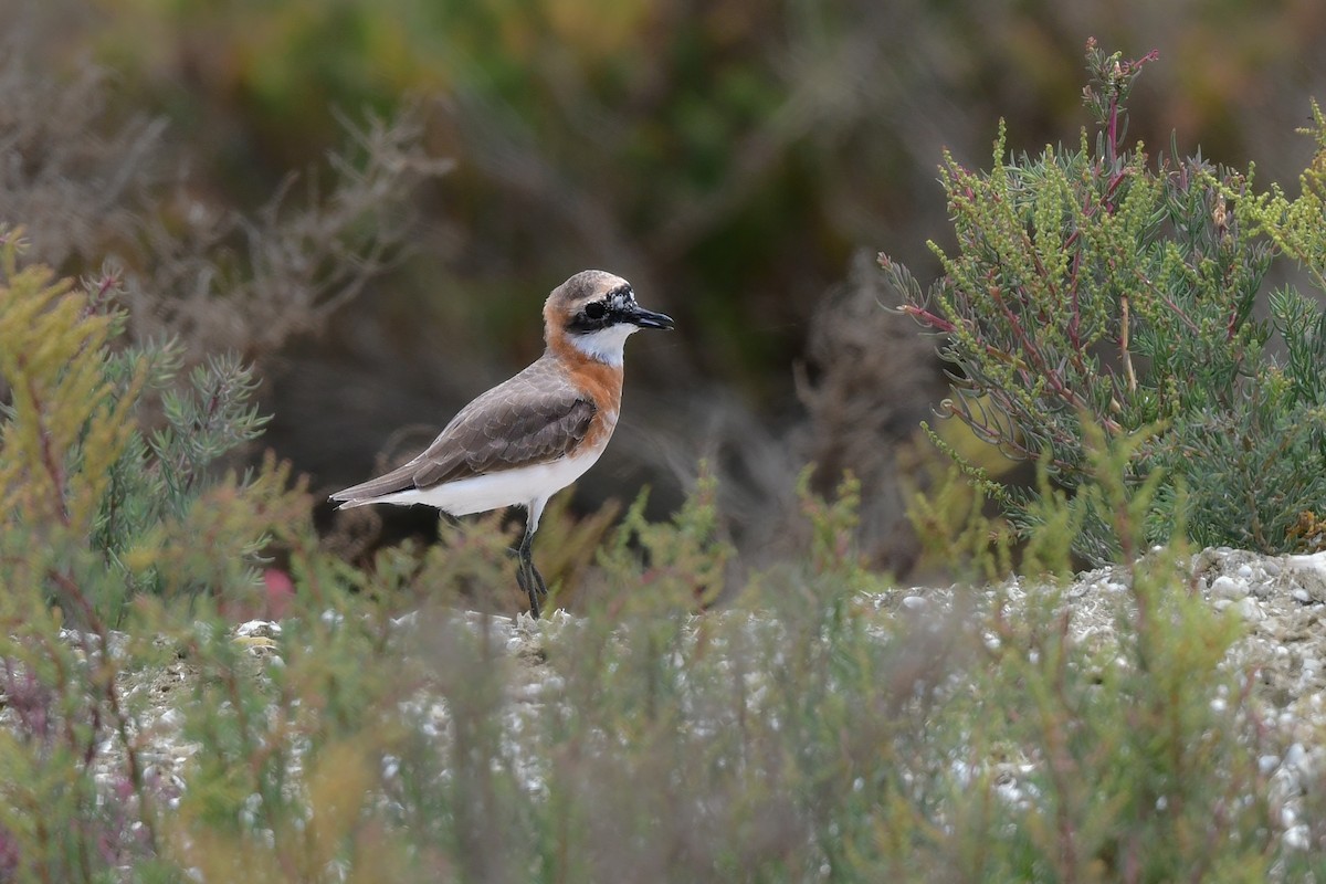 Pluvier du Tibet - ML644642659