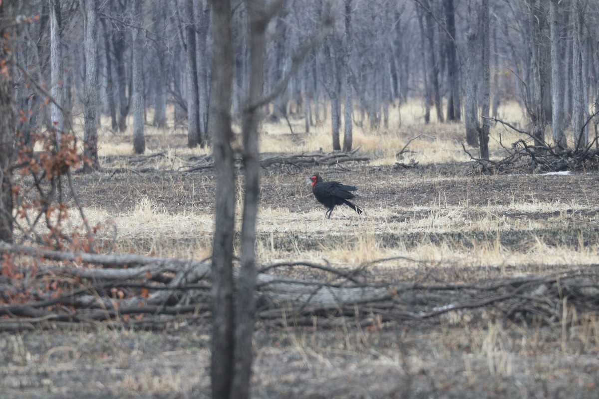 Southern Ground-Hornbill - ML644642660