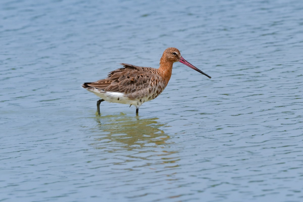 Pittima reale - ML644642662