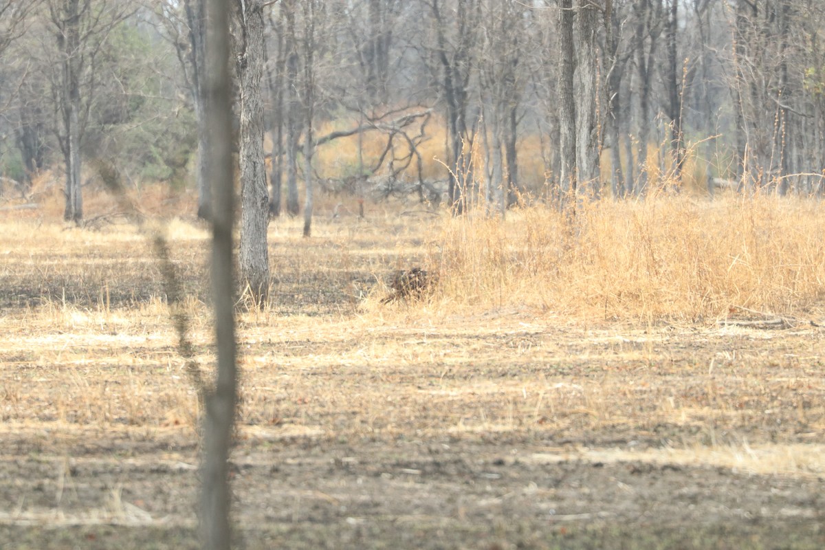 Southern Ground-Hornbill - ML644642665