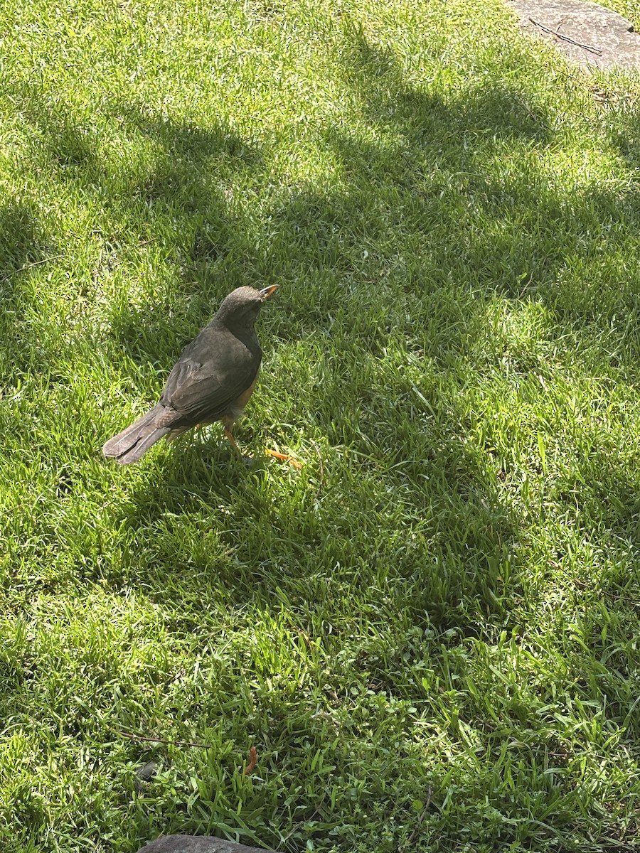 Olive Thrush - ML644642666