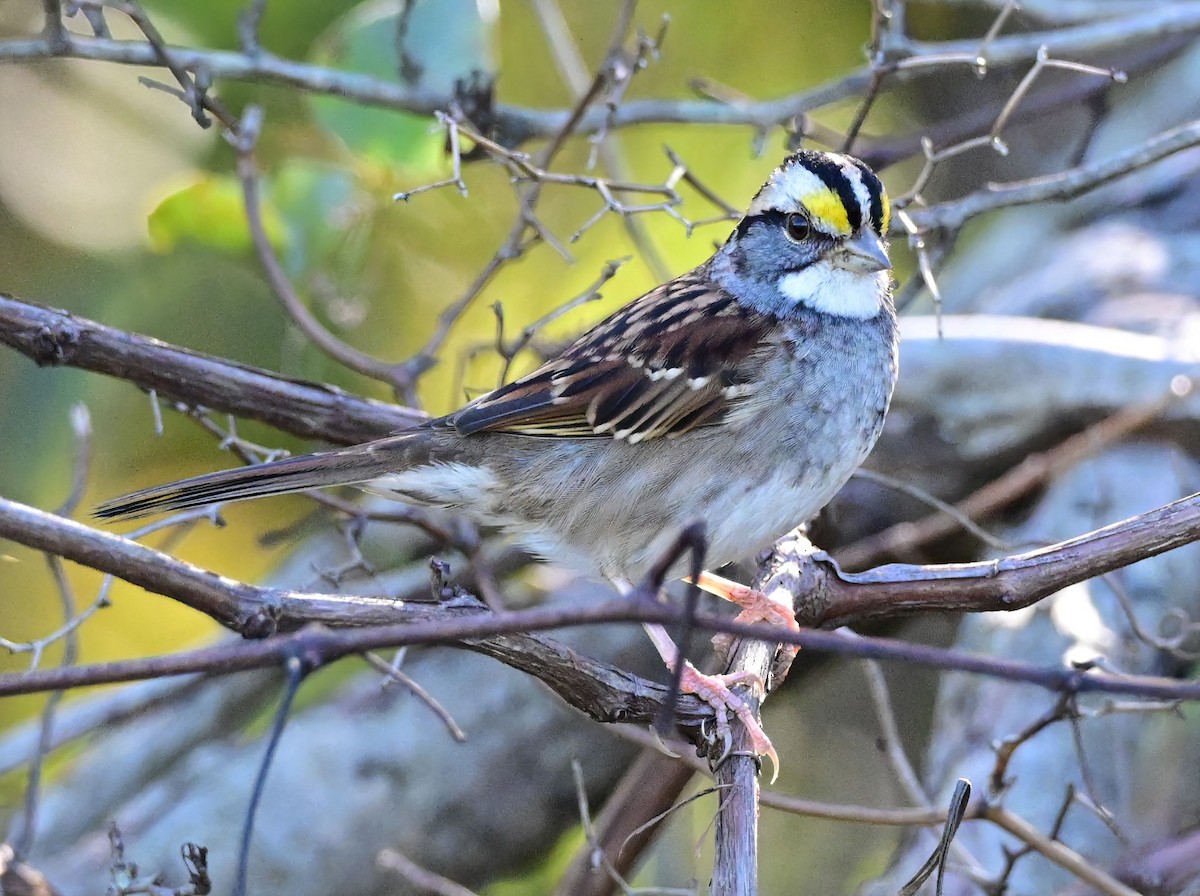 White-throated Sparrow - ML644642669