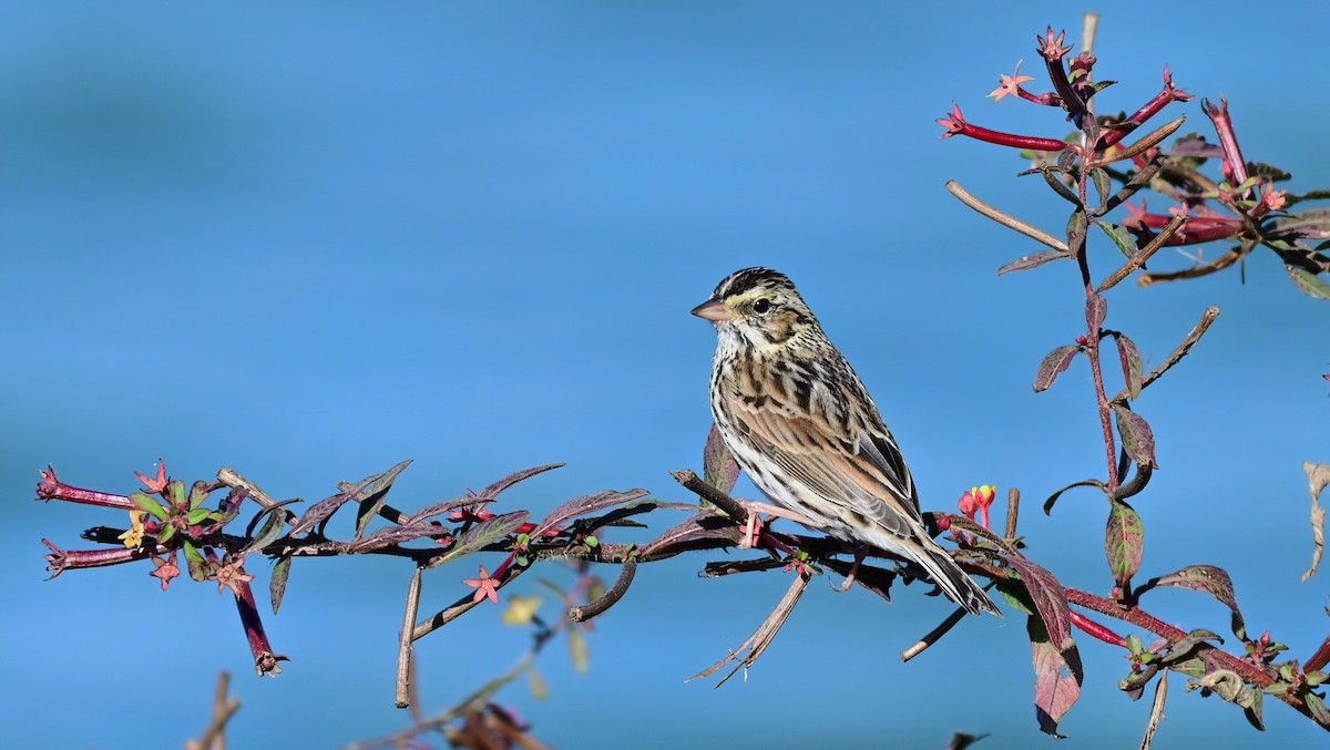 Savannah Sparrow - ML644642673